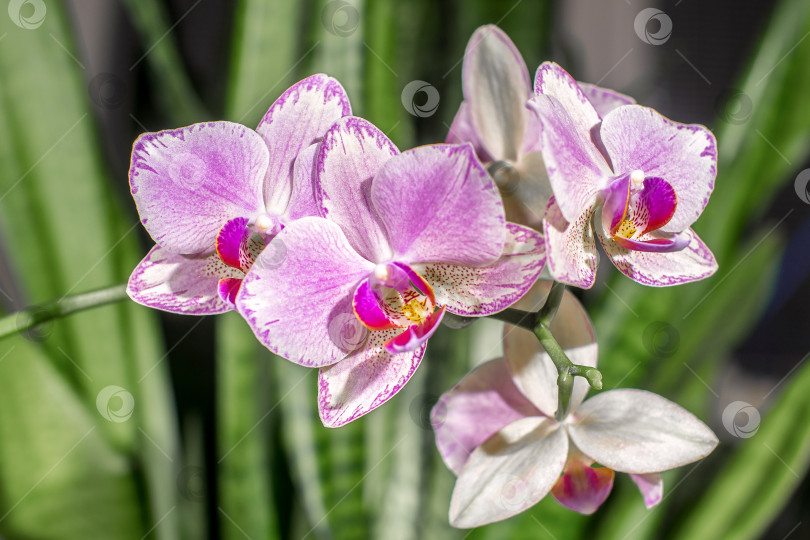 Скачать На ветке распустилось несколько бутонов орхидеи. фотосток Ozero