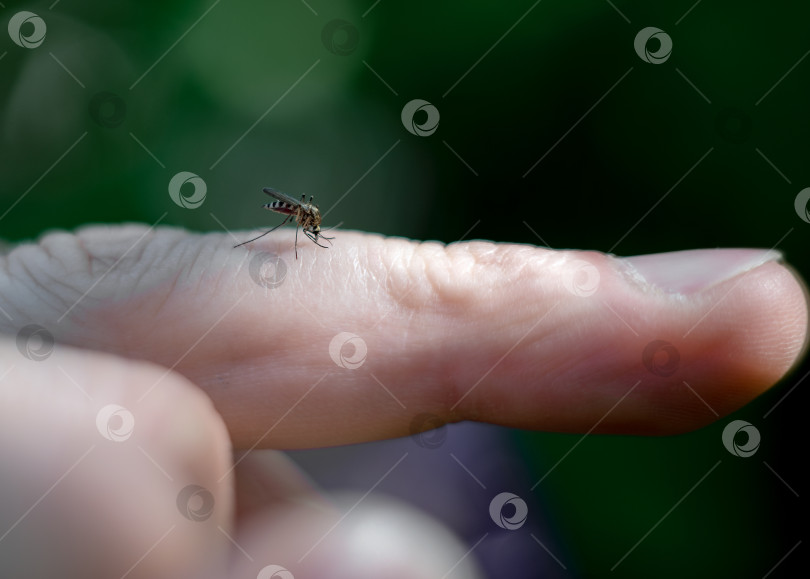 Скачать Комар пьет кровь из пальца человека. фотосток Ozero