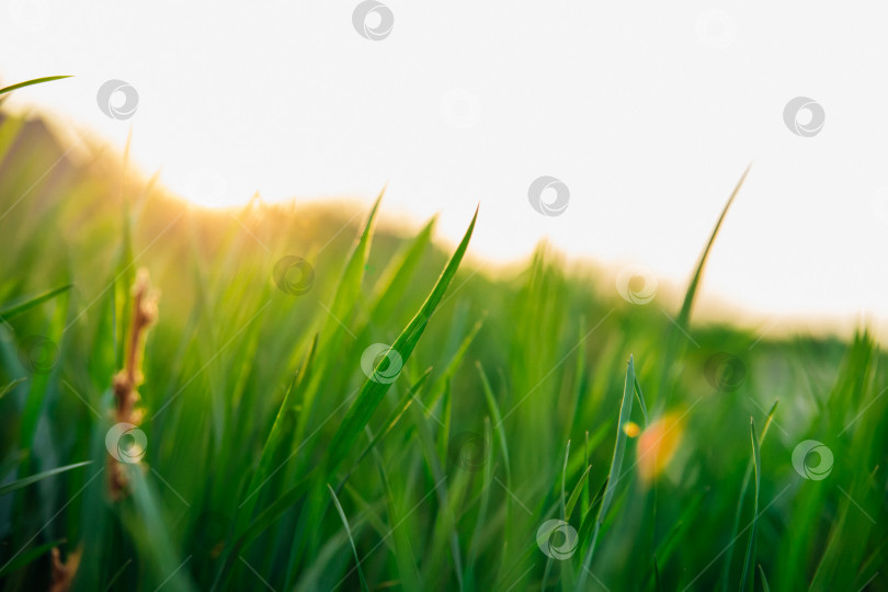 Скачать Фон зеленой травы на закате.Солнце пробивается сквозь траву. Абстрактный фон.Текстура. Пространство для текста. фотосток Ozero
