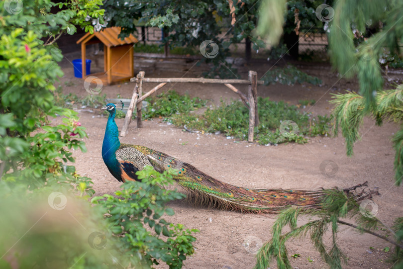 Скачать павлин в зоопарке фотосток Ozero