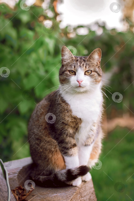 Скачать Портрет кошки крупным планом фотосток Ozero