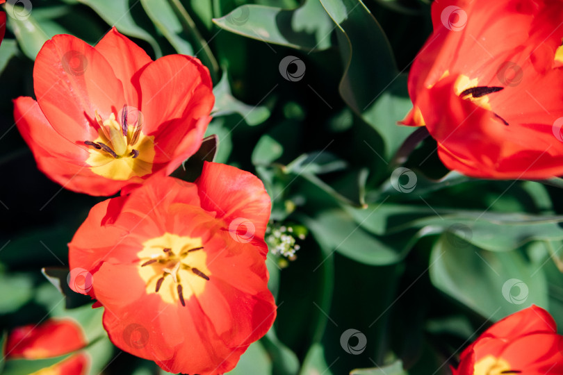 Скачать Поляна красных тюльпанов. Цветы в парке на клумбе. Естественный фон и текстура. фотосток Ozero