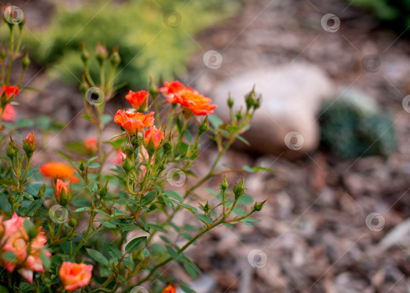 Скачать Оранжевые розы цветущие в саду фотосток Ozero
