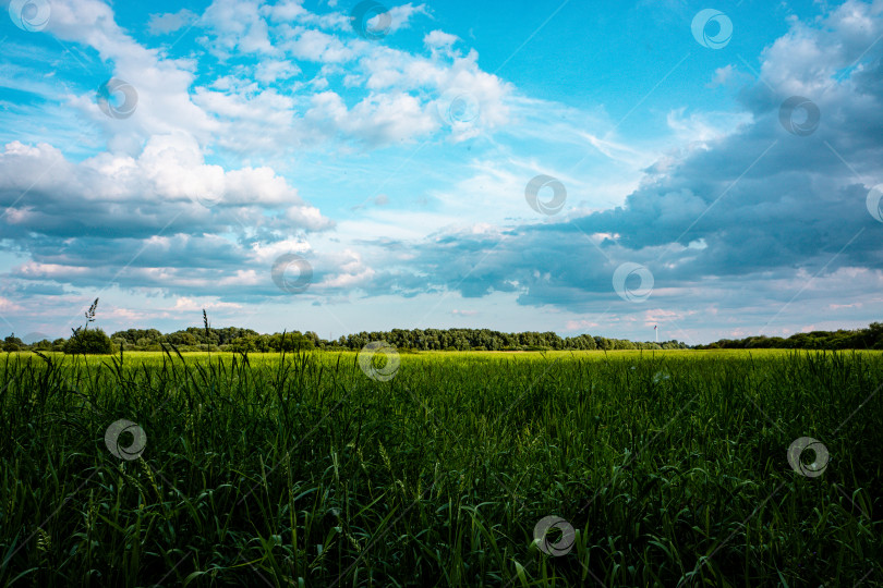 Скачать Небо над лугом фотосток Ozero