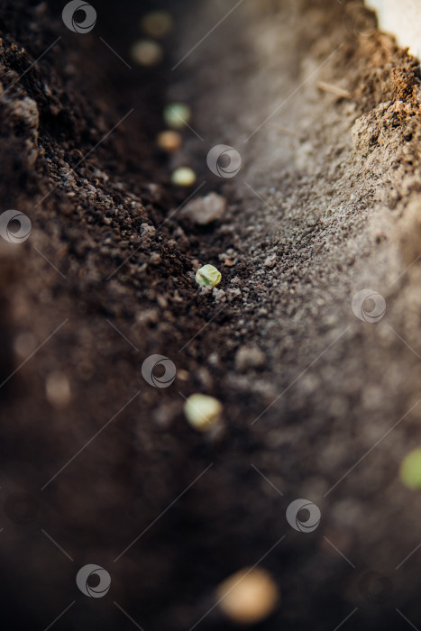 Скачать Фермер вручную сажает семена зеленого горошка в почву. Концепция садоводства. Весенний сезон посадки овощей. фотосток Ozero