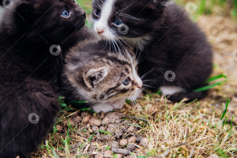 Скачать Группа котят на зеленой лужайке. Маленькие пушистые котята гуляют во дворе. Домашнее животное. Забота о домашних животных. Разный цвет кошачьего меха. фотосток Ozero