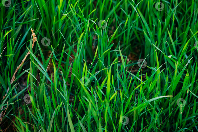 Скачать Зеленая трава, крупный план. Естественный фон. Текстура зеленой, сочной травы в лучах яркого солнца. фотосток Ozero
