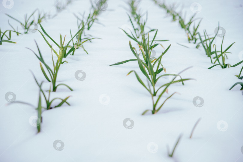 Скачать Чеснок высаживают в ряд на грядку под снегом. Зеленые листья чеснока. Ароматный чеснок на даче. фотосток Ozero