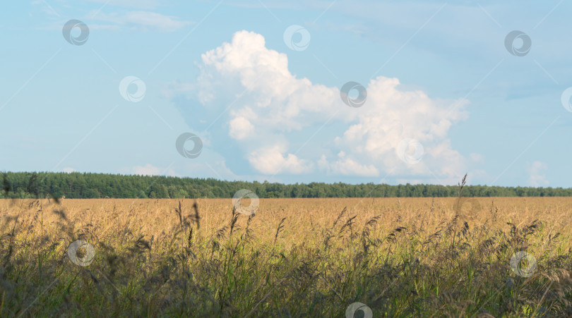 Скачать поле рядом с лесом фотосток Ozero