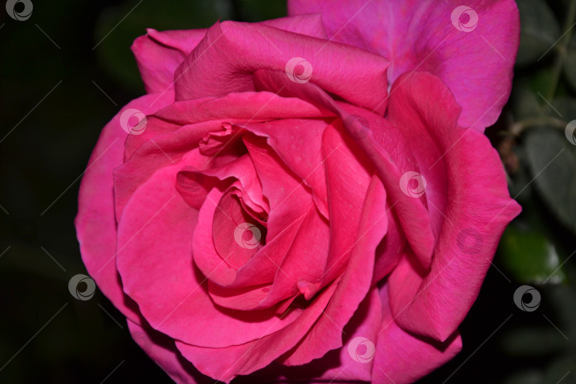 Скачать Розовая роза вечером фотосток Ozero