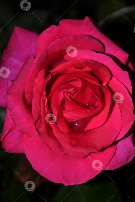 Скачать Розовая роза в ночи фотосток Ozero