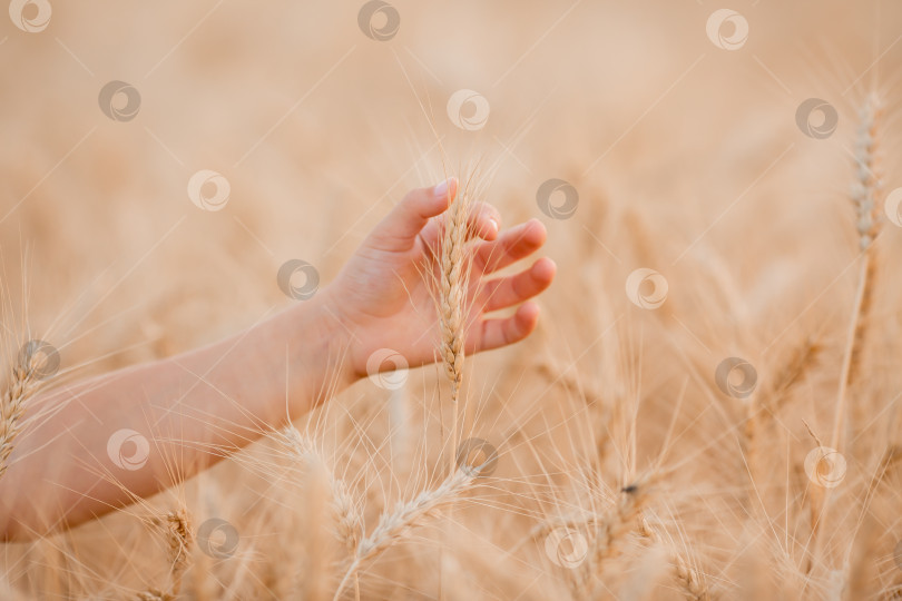 Скачать детские руки держат колосья пшеницы в поле летом. сбор урожая пшеницы фотосток Ozero