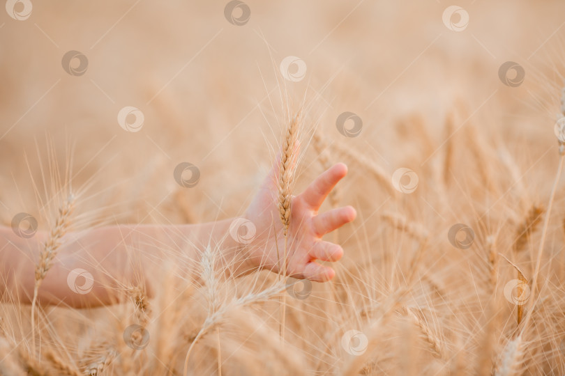 Скачать детские руки держат колосья пшеницы в поле летом. сбор урожая пшеницы фотосток Ozero
