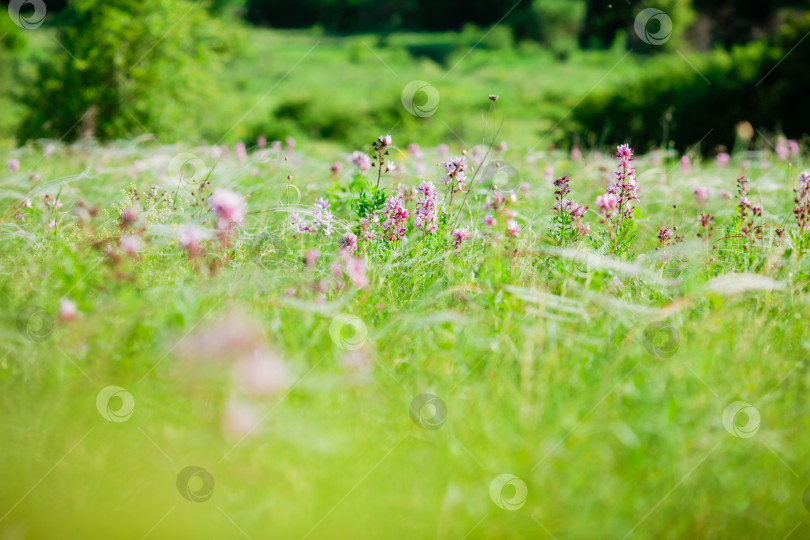 Скачать полевые цветы на летнем поле фотосток Ozero
