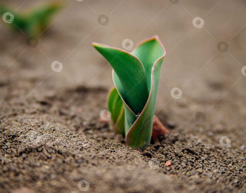 Скачать Зеленый росток цветка тюльпана. Садоводство. Красота заложена в природе. фотосток Ozero