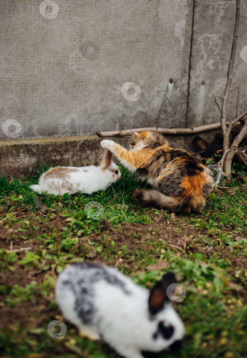 Скачать Пушистый трехцветный кот приближается к белому кролику. Знакомство домашних животных на зеленом лугу весной. фотосток Ozero