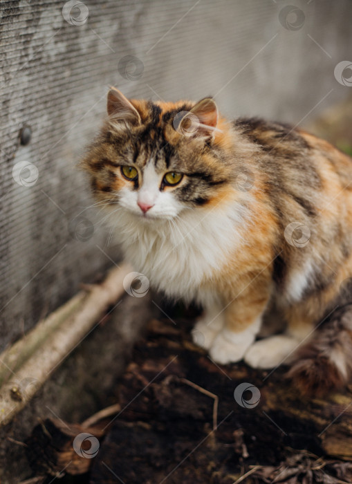 Скачать Портрет пушистого кота. Трехцветный кот гуляет по улице. фотосток Ozero