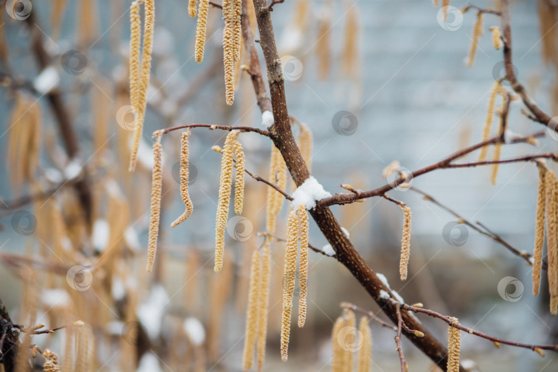 Скачать Выборочно сосредоточьтесь на сережках орешника на ветке дерева, покрытой снегом и льдом. Лес зимой, морозная погода. фотосток Ozero
