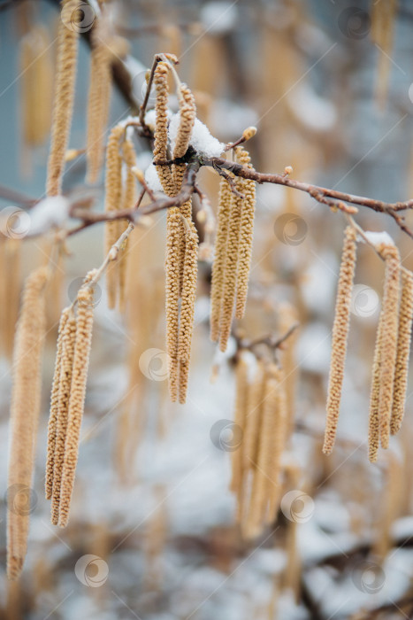 Скачать Выборочно сосредоточьтесь на сережках орешника на ветке дерева, покрытой снегом и льдом. Лес зимой, морозная погода. фотосток Ozero