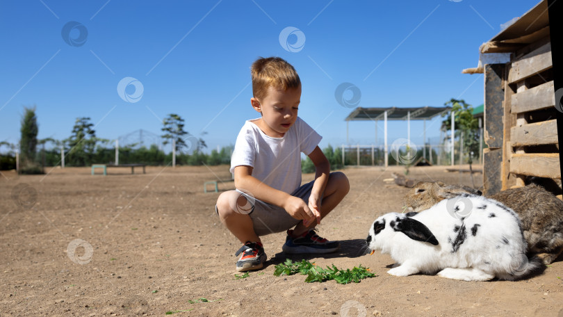 Скачать мальчик 4-5 лет кормит взрослого кролика черно-белого окраса на кроличьей ферме летним днем на открытом воздухе фотосток Ozero