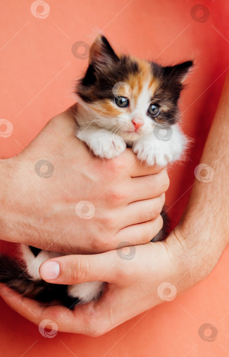 Пятнистая кошка в мужских руках на розовом фоне. Любопытный маленький  котенок смотрит в камеру.Домашнее животное. - Ozero - российский фотосток