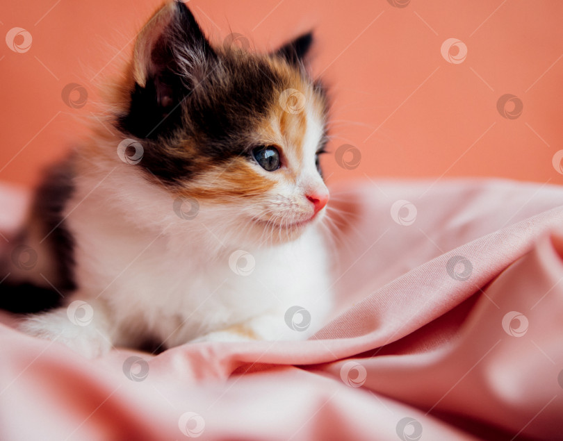 Скачать Пятнистый кот играет на розовом фоне. Любопытный маленький котенок, сидящий на розовом одеяле и смотрящий в камеру.Домашнее животное. фотосток Ozero