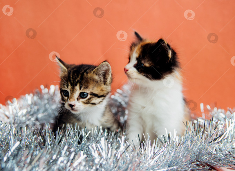 Скачать Два маленьких котенка сидят в серебряной мишуре на розовом фоне.Домашнее животное. Концепция Нового года, рождественский фон. фотосток Ozero