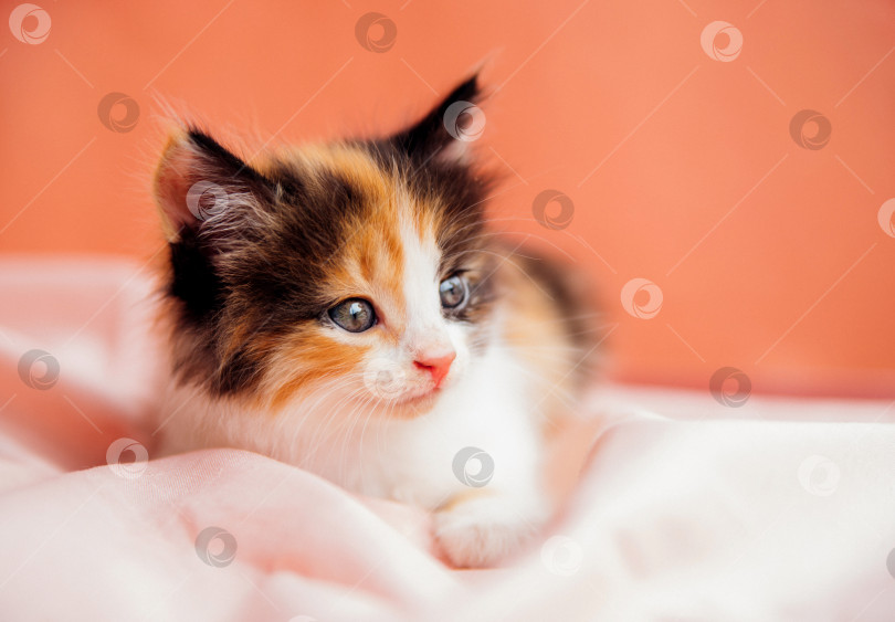 Скачать Пятнистый кот играет на розовом фоне. Любопытный маленький котенок, сидящий на розовом одеяле и смотрящий в камеру.Домашнее животное. фотосток Ozero