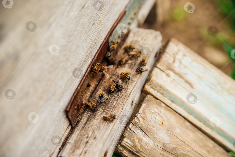 Скачать Многие пчелы возвращаются в улей и входят в него с собранным цветочным нектаром и цветочной пыльцой. Полезный органический фермерский мед. Деревянный улей синего цвета. фотосток Ozero