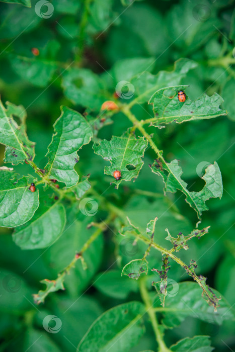 Скачать Колорадский жук - Leptinotarsa decemlineata на картофельных кустах. Вредитель растений и сельского хозяйства. Обработка пестицидами. Насекомые - это вредители, которые повреждают растения. фотосток Ozero