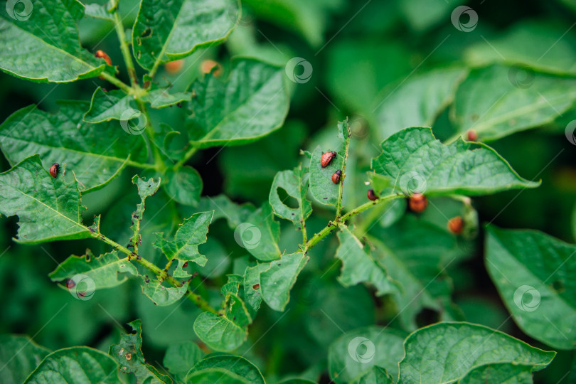 Скачать Колорадский жук - Leptinotarsa decemlineata на картофельных кустах. Вредитель растений и сельского хозяйства. Обработка пестицидами. Насекомые - это вредители, которые повреждают растения. фотосток Ozero