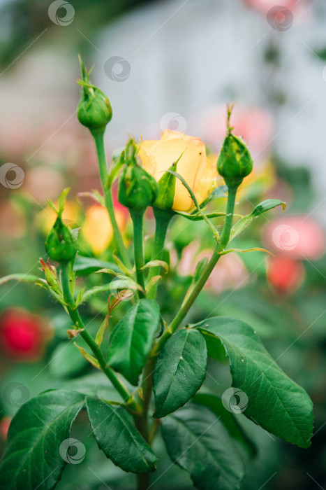 Скачать Желтая садовая роза на кусте в летнем саду. Сочная яркая зелень, размытый фон. Красота заложена в природе. Бутоны роз. фотосток Ozero
