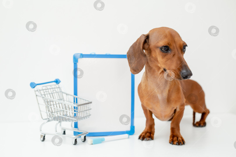 Скачать собака такса сидит рядом с белой пустой доской и корзиной для покупок на белом фоне. пространство для текста фотосток Ozero