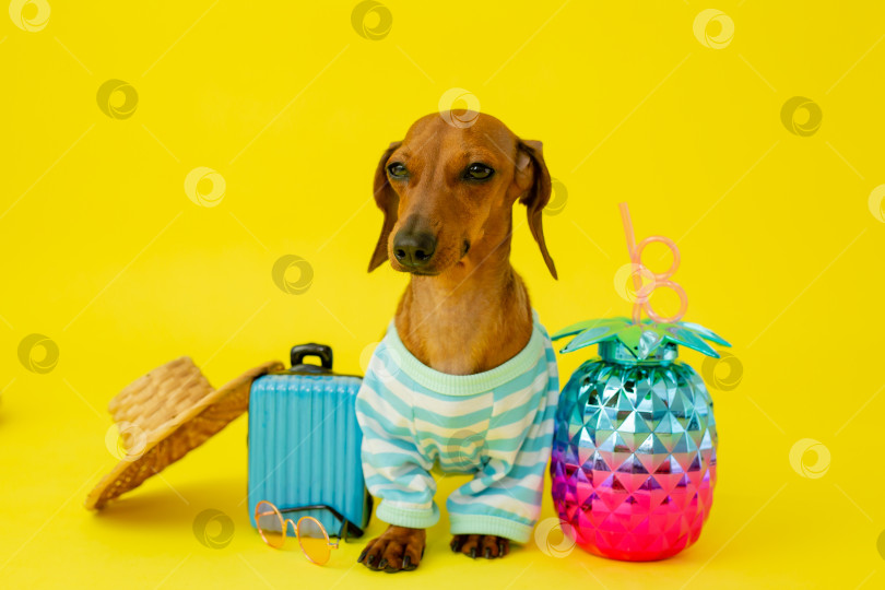 Скачать собака-такса в соломенной шляпе, солнцезащитных очках, жилетке и синем чемодане на желтом фоне. летняя концепция, отель для собак фотосток Ozero