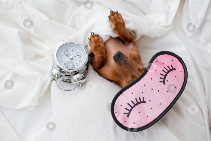 Скачать красивая маленькая такса спит в постели в розовой маске для сна рядом с будильником фотосток Ozero