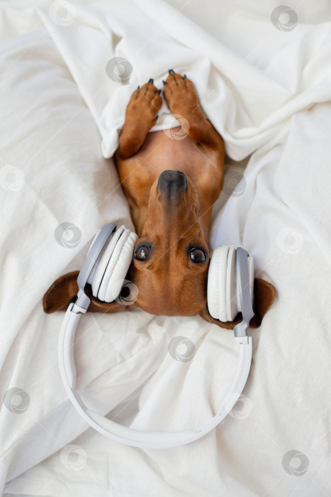 Скачать симпатичная собачка коричневая такса лежит в постели и слушает музыку в наушниках вид сверху фотосток Ozero