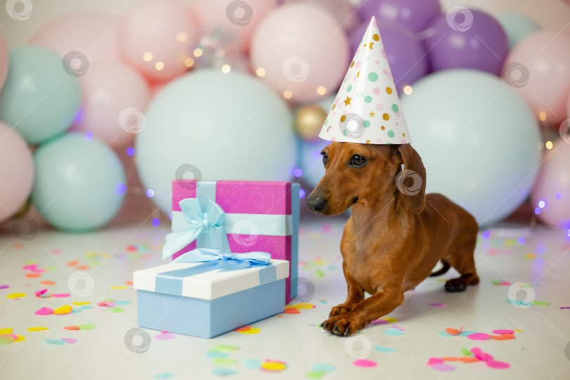 Скачать собака такса празднует свой день рождения. такса сидит на фоне воздушных шаров в праздничной шапочке и подарочных коробках фотосток Ozero