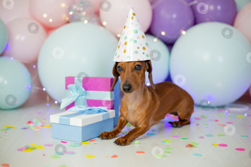 Скачать собака такса празднует свой день рождения. такса сидит на фоне воздушных шаров в праздничной шапочке и подарочных коробках фотосток Ozero