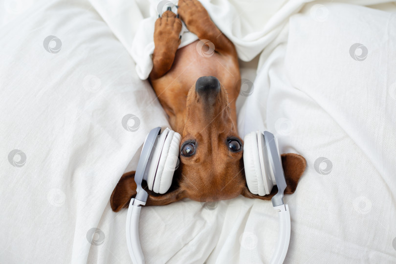Скачать симпатичная собачка коричневая такса лежит в постели и слушает музыку в наушниках вид сверху фотосток Ozero