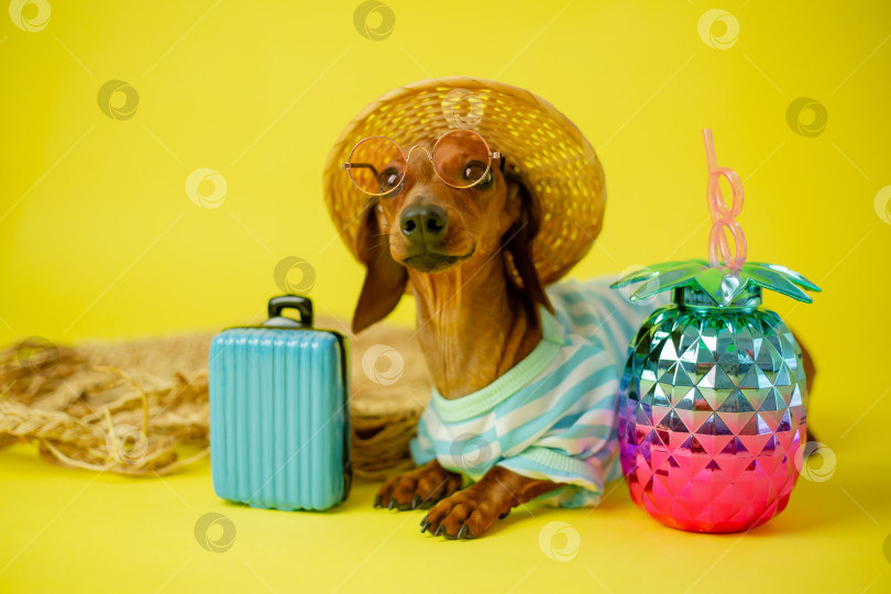 Скачать собака-такса в соломенной шляпе, солнцезащитных очках, жилетке и синем чемодане на желтом фоне. летняя концепция, отель для собак фотосток Ozero