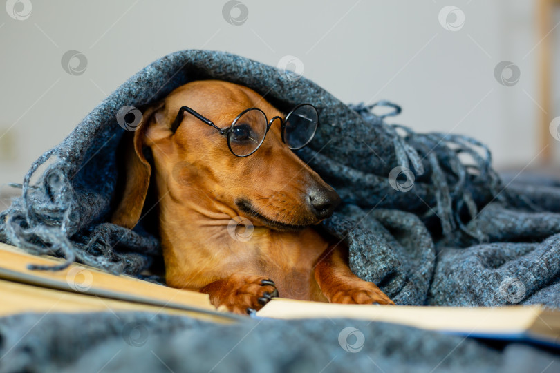 симпатичная такса лежит дома в одеяле и очках для зрения, читая книгу -  Ozero - российский фотосток