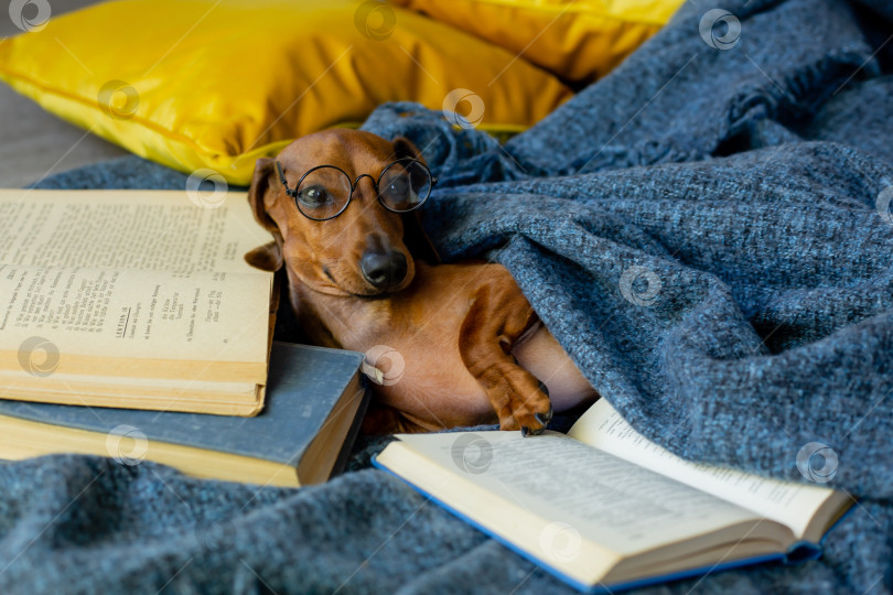 Скачать симпатичная такса лежит дома в одеяле и очках для зрения, читая книгу фотосток Ozero