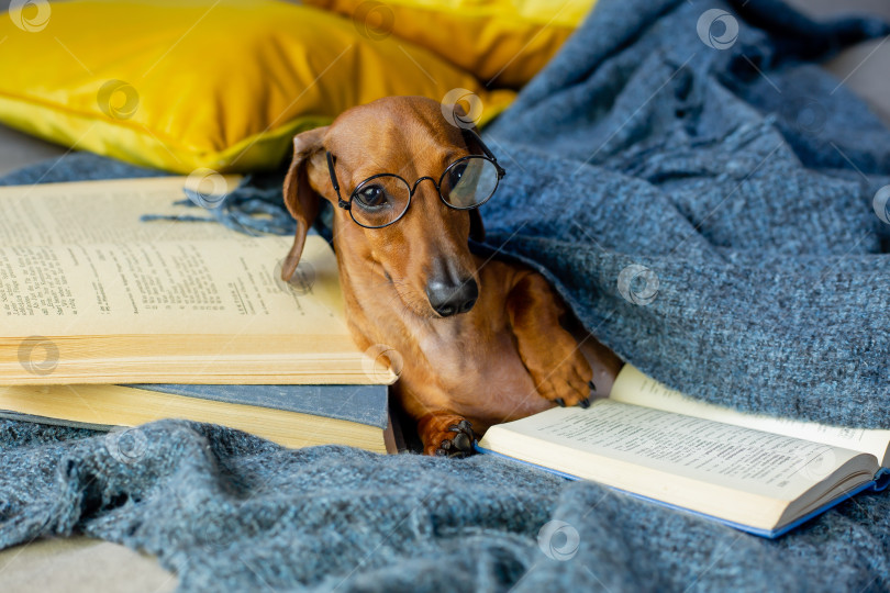Скачать симпатичная такса лежит дома в одеяле и очках для зрения, читая книгу фотосток Ozero