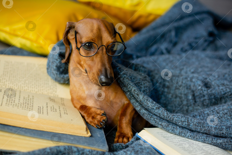 симпатичная такса лежит дома в одеяле и очках для зрения, читая книгу -  Ozero - российский фотосток
