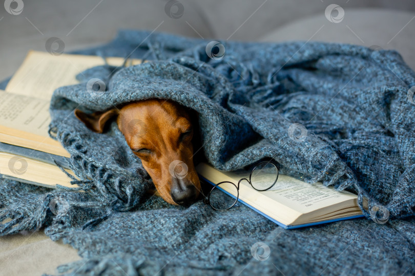 Скачать симпатичная собачка коричневая такса спит в очках для зрения рядом с книгой в вязаном одеяле фотосток Ozero