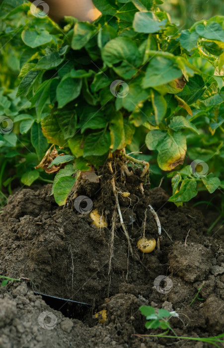 Скачать Клубни молодого картофеля.Сбор урожая. Мужчина копает картофель лопатой. Ряды овощных грядок, засаженных картофелем в сельском саду. фотосток Ozero