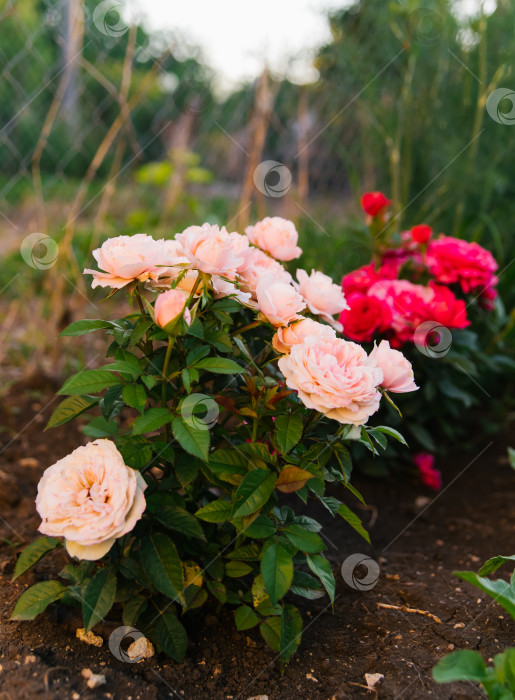 Фото Садовые розы, более 99 качественных бесплатных стоковых фото