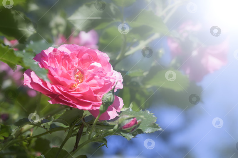 Скачать Куст розовой розы в солнечный день на фоне голубого неба. Ветер раскачивает ветви розовой розы. Роза крупным планом. фотосток Ozero