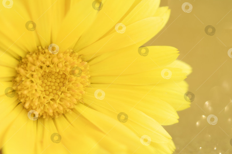Скачать Макрофотография цветка календулы, calendula officinalis или englis фотосток Ozero
