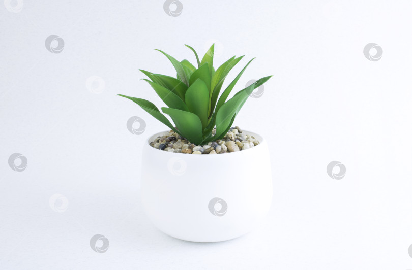 Скачать Домашнее растение в белом горшке, выделенное на белом фоне. Зеленые растения. фотосток Ozero